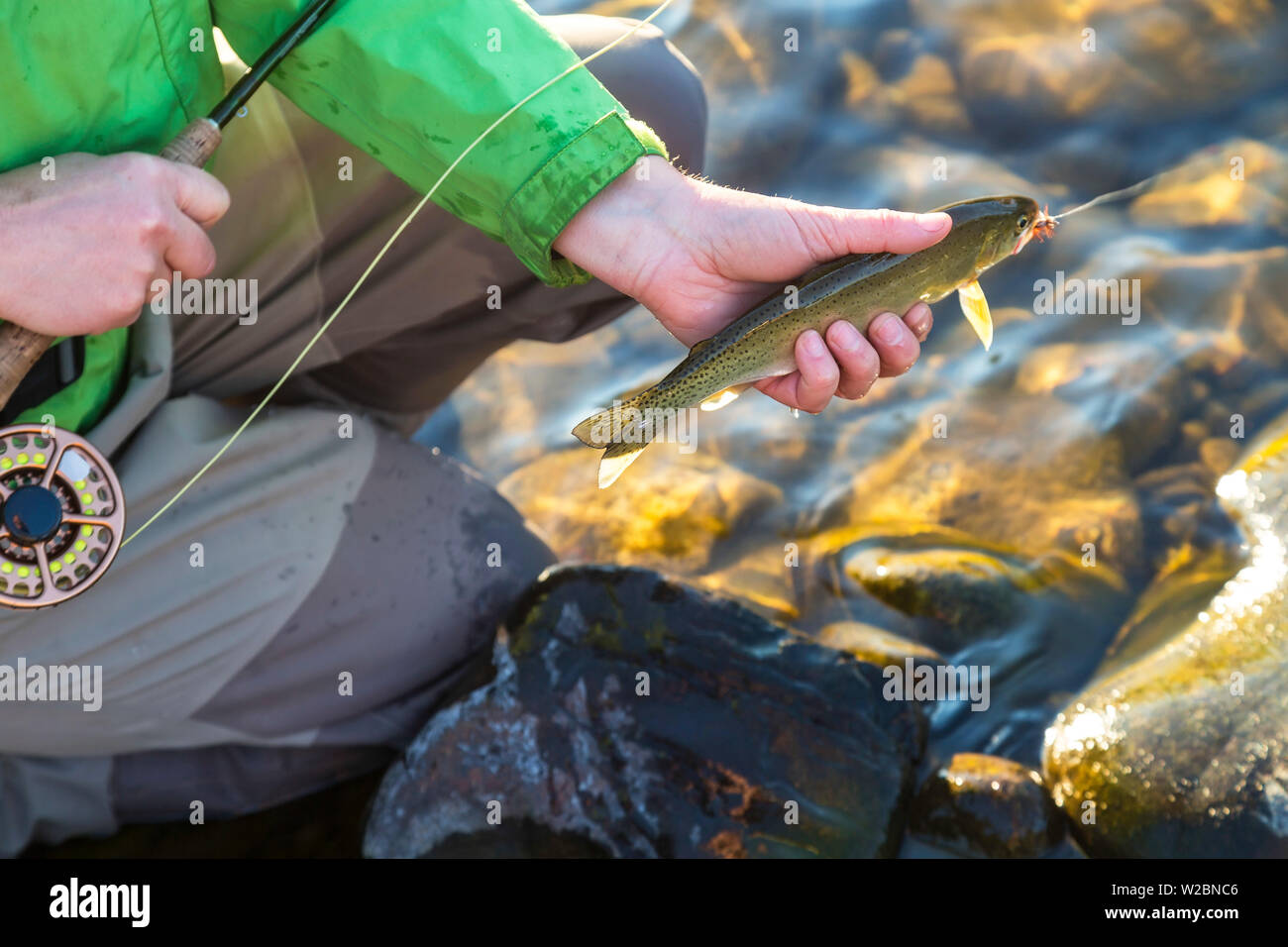 Fly fisherwoman con asta & line & trote pescate, British Columbia, Canada Foto Stock