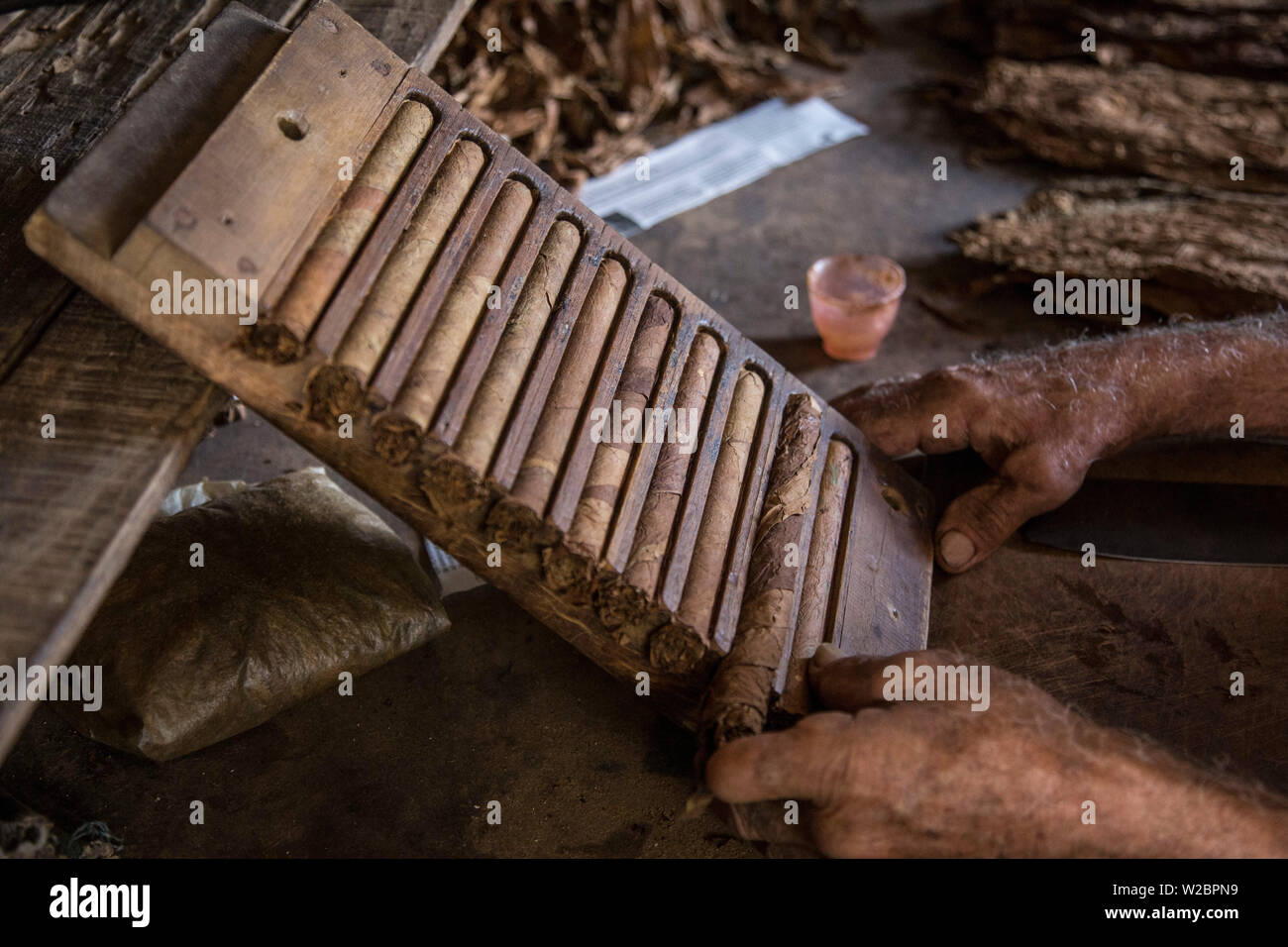 Sigari di rotolamento al Alejandro Robaina piantagione di tabacco, Pinar del Rio Provincia, Cuba Foto Stock