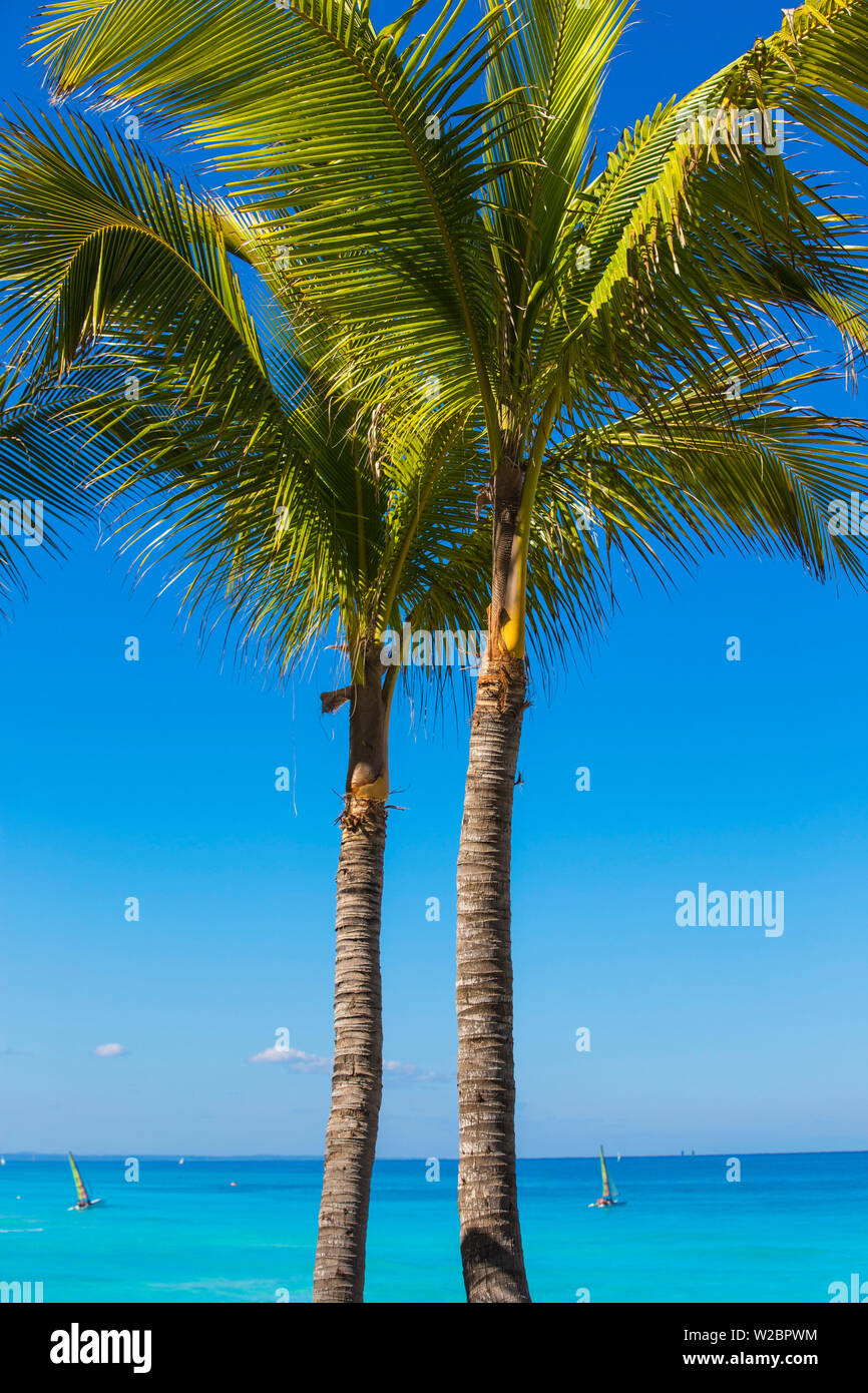 Cuba Varadero, palme sulla spiaggia di Varadero Foto Stock