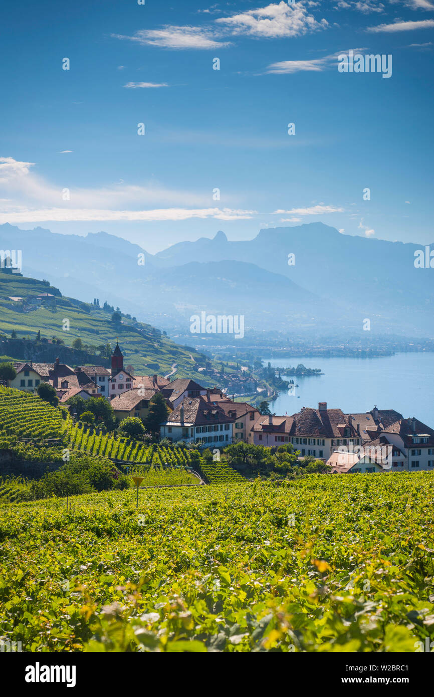 Vigneti al di sopra di Vevey, sul Lago di Ginevra, Vaud, Svizzera Foto Stock