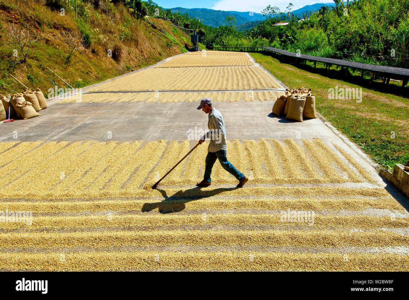 Costa Rica, San Marcos de Tarrazu, azienda di caffè, essiccamento al sole i chicchi di caffè, il naturale processo di asciugatura raggiunge la massima qualità Foto Stock