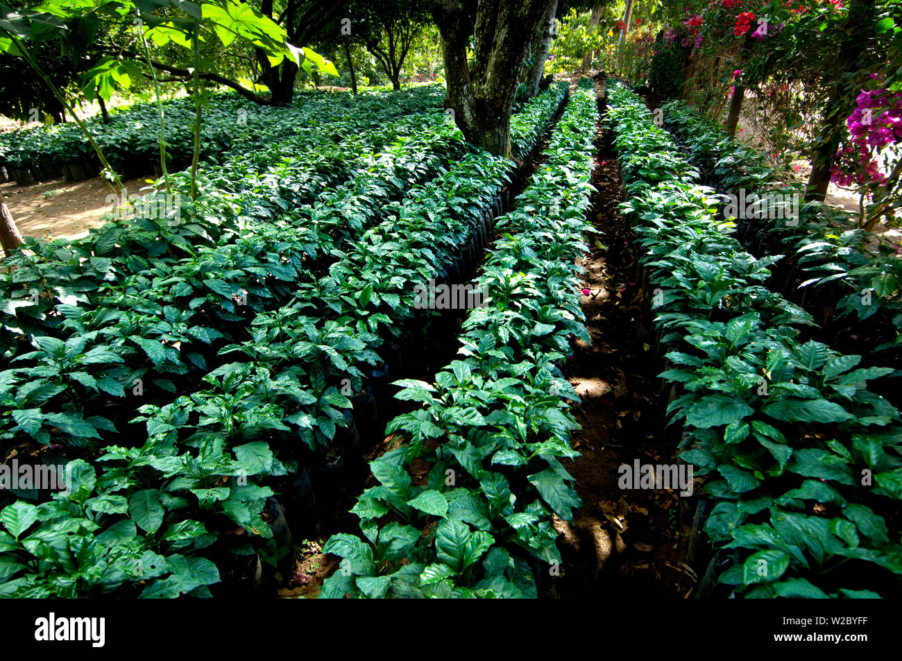 El Salvador, giovani piante di caffè, caffè Farm, piste della Santa Ana Vulcano, Finca Malacara, alta altitudine caffè Foto Stock