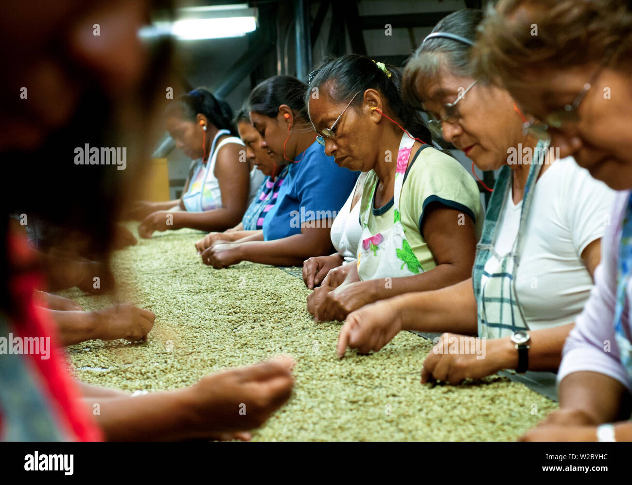 El Salvador, Santa Ana, Coffee Mill, linea di assemblaggio, di ispezionare i chicchi di caffè, ad alta altitudine caffè Foto Stock