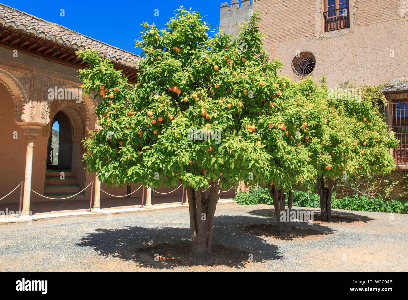 Alberi di arancio, Alhambra di Granada, Andalusia, Spagna Foto Stock