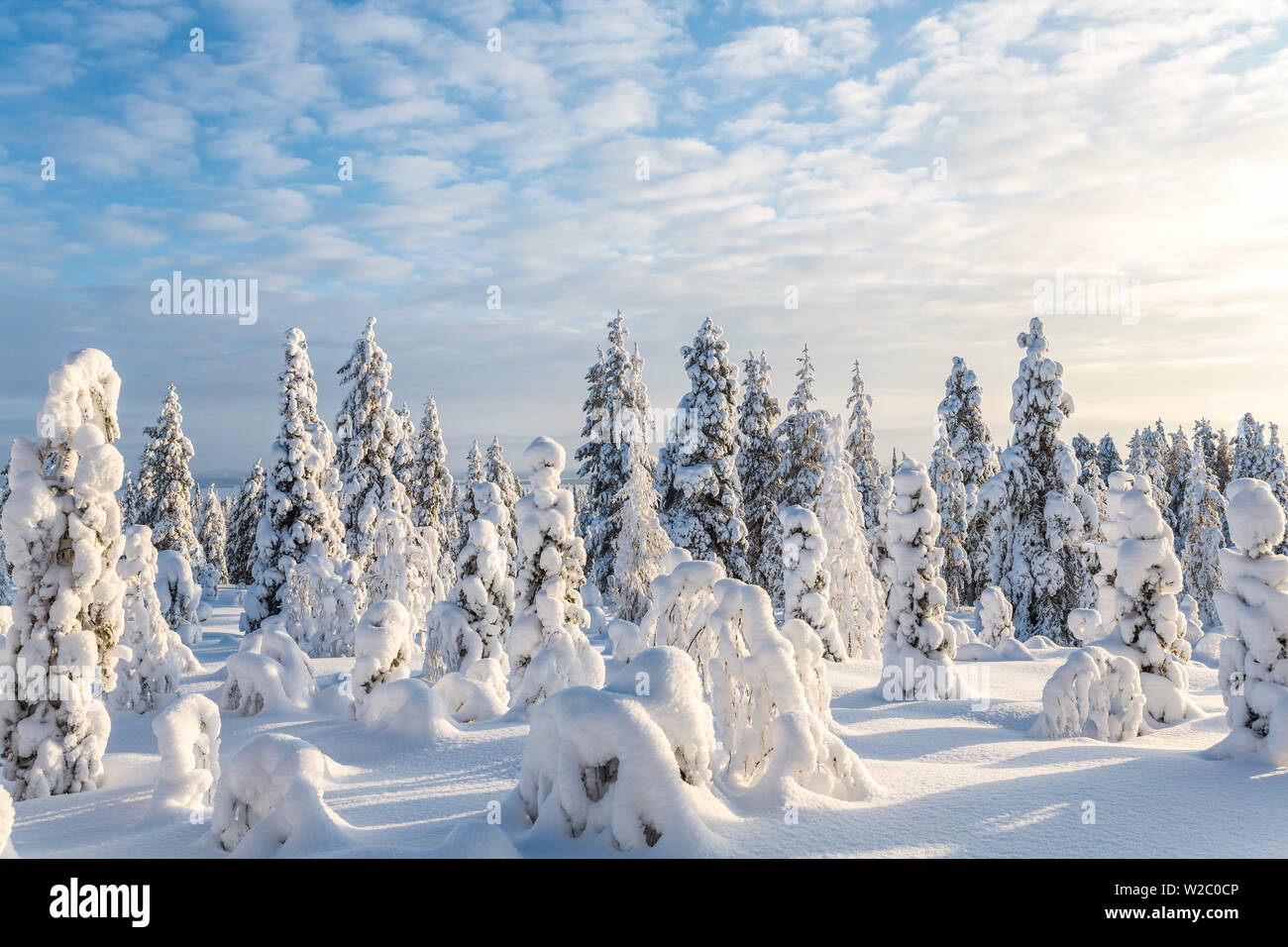 Coperta di neve alberi, Riisitunturi National Park, Lapponia, Finlandia Foto Stock