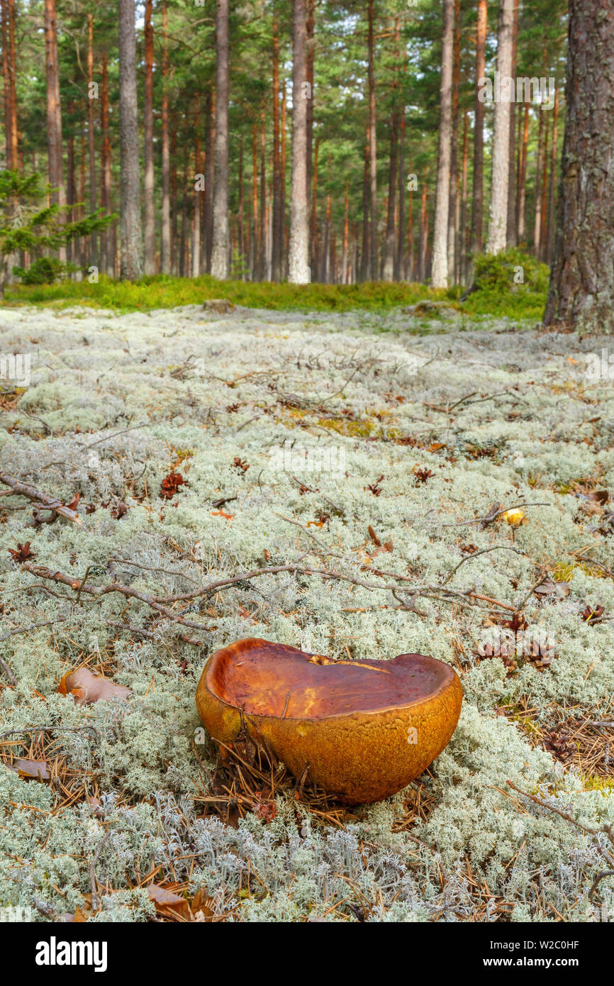 Pine bolete Funghi e licheni delle renne in un bosco di pino Foto Stock