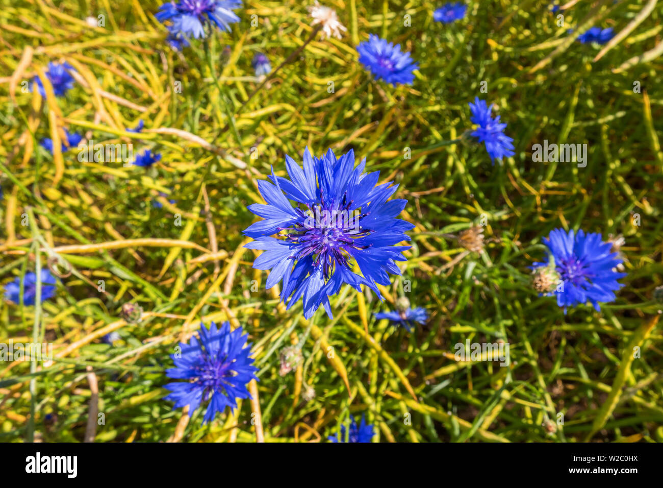 Fioritura Cornflowers in Prato Foto Stock