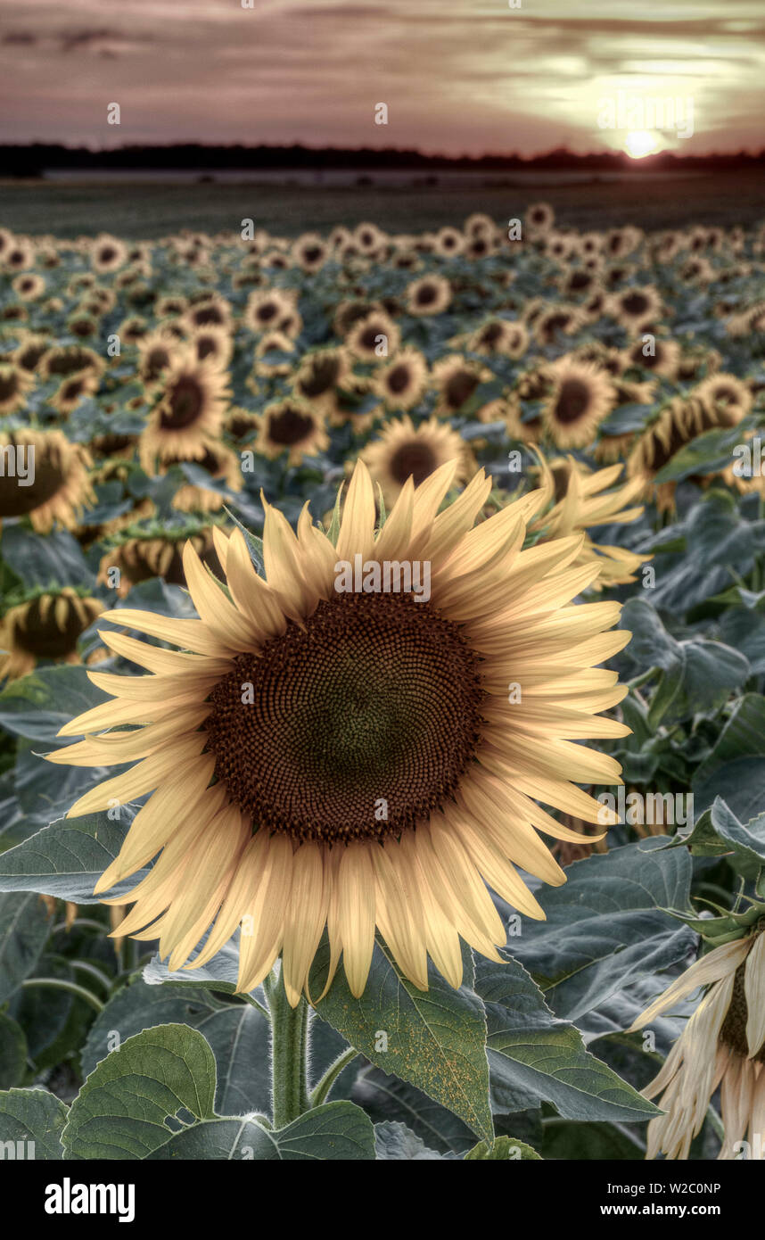 Francia, regione centrale, Indre-et-Loire, Sainte Le Maure de Touraine, girasoli in campo di girasoli Foto Stock