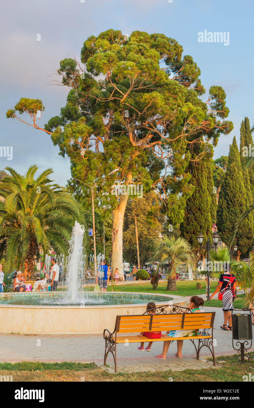 Alberi di eucalipto in città park, Gagra, Abkhazia, Georgia Foto Stock