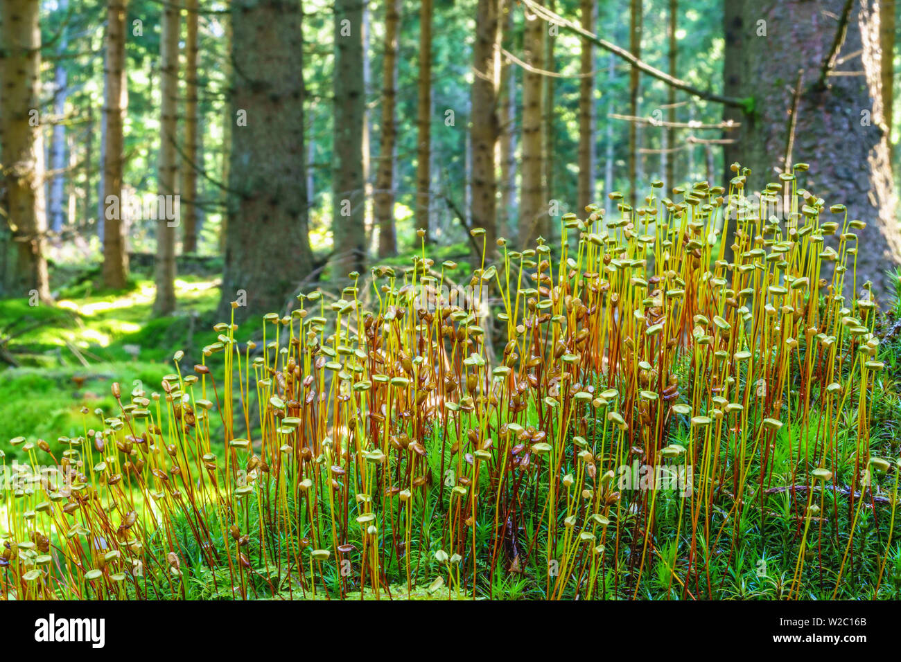 Paesaggio forestale con Haircap moss Foto Stock