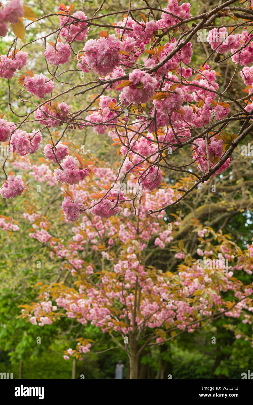 Irlanda, Dublino, St. Stephen's Green, fioriture di primavera Foto Stock