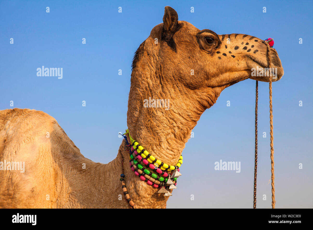 India Rajasthan, Pushkar, decorate in cammello il cammello di Pushkar Fair Foto Stock