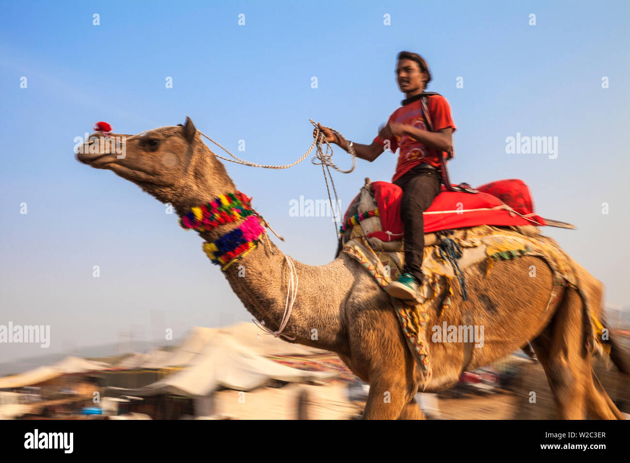 India Rajasthan, Pushkar, un potenziale acquirente test rides un cammello al Pushkar Camel Fair Foto Stock