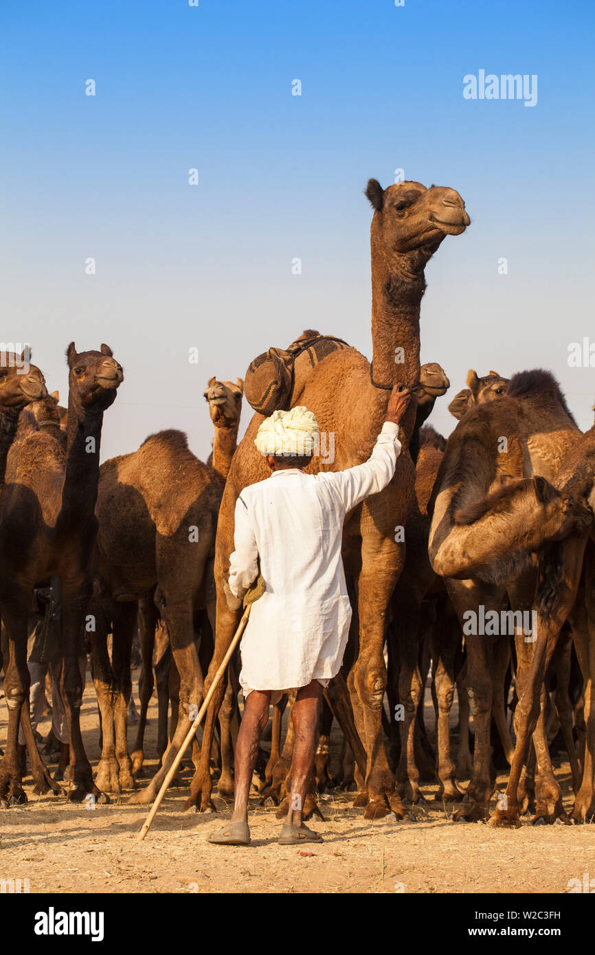 India Rajasthan, Pushkar, Camel trader con i suoi cammelli a Pushkar Camel Fair Foto Stock