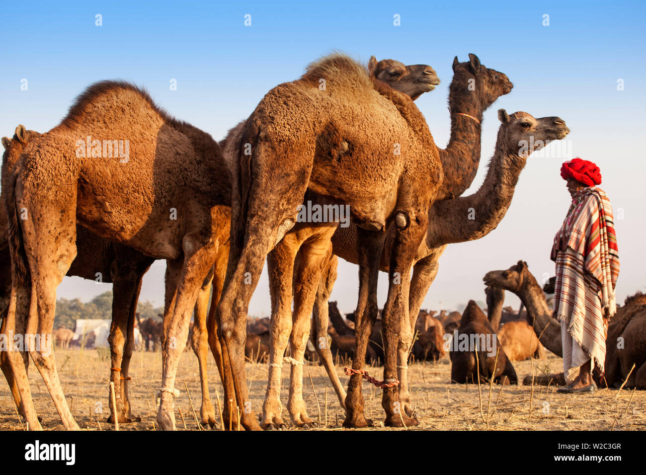 India Rajasthan, Pushkar, Camel trader con i suoi cammelli a Pushkar Camel Fair Foto Stock