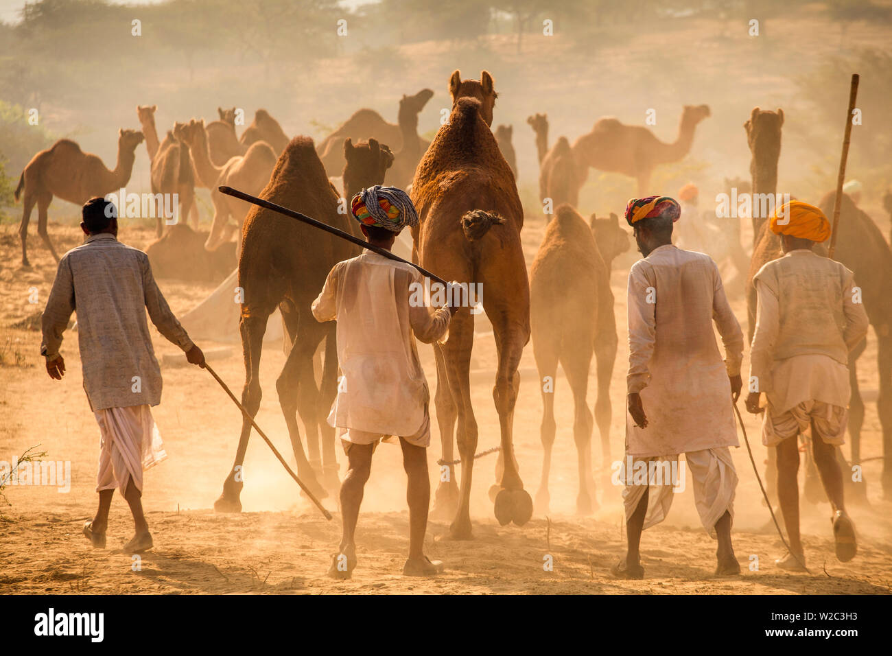 India Rajasthan, Pushkar, Camel herders arrivando a Pushkar Camel Fair Foto Stock