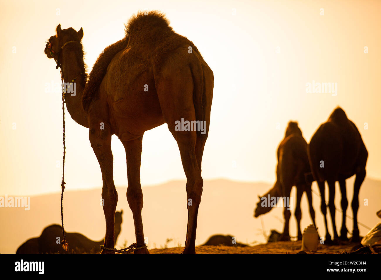 India Rajasthan, Pushkar, Pushkar Camel Fair Foto Stock