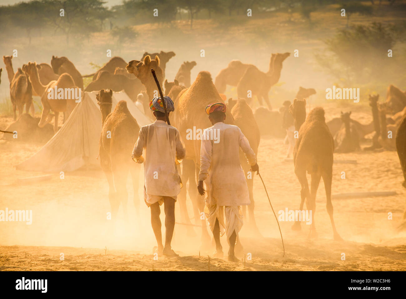 India Rajasthan, Pushkar, Camel herders arrivando a Pushkar Camel Fair Foto Stock