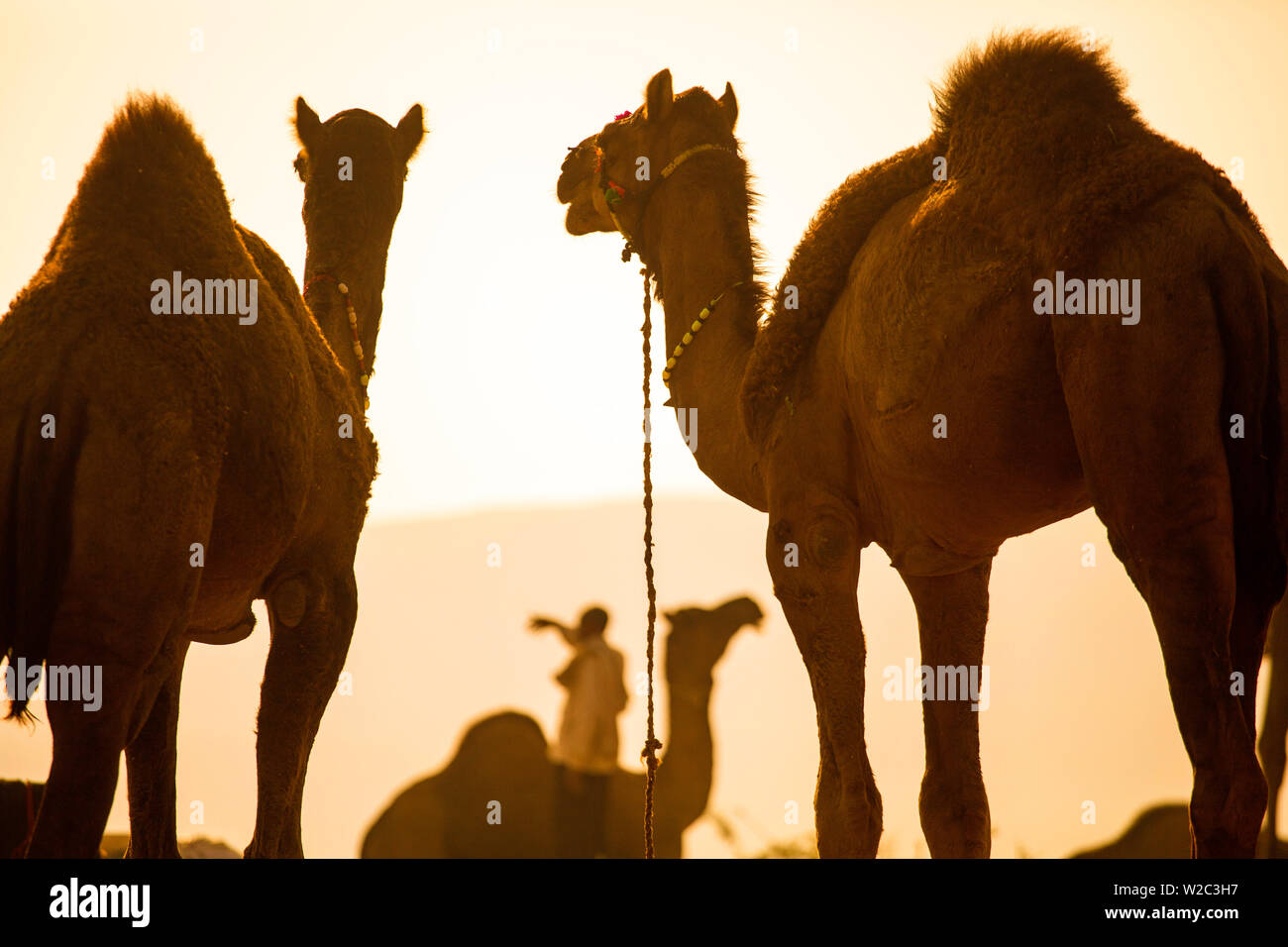 India Rajasthan, Pushkar, Pushkar Camel Fair Foto Stock