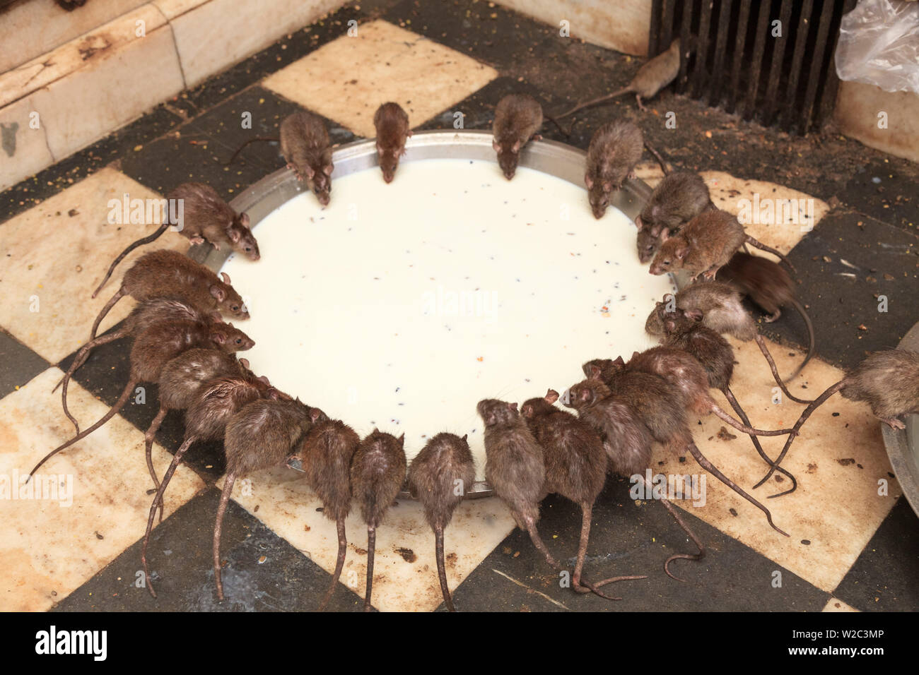 India Rajasthan, Deshnok, Karni Mata Temple (Tempio Rat) Foto Stock