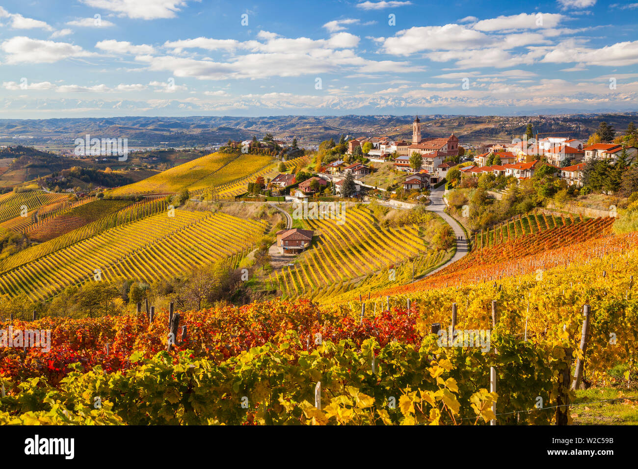 Vigneti, Treiso, nr Alba Langhe, Piemonte (o Piemonte o Piemonte), Italia Foto Stock