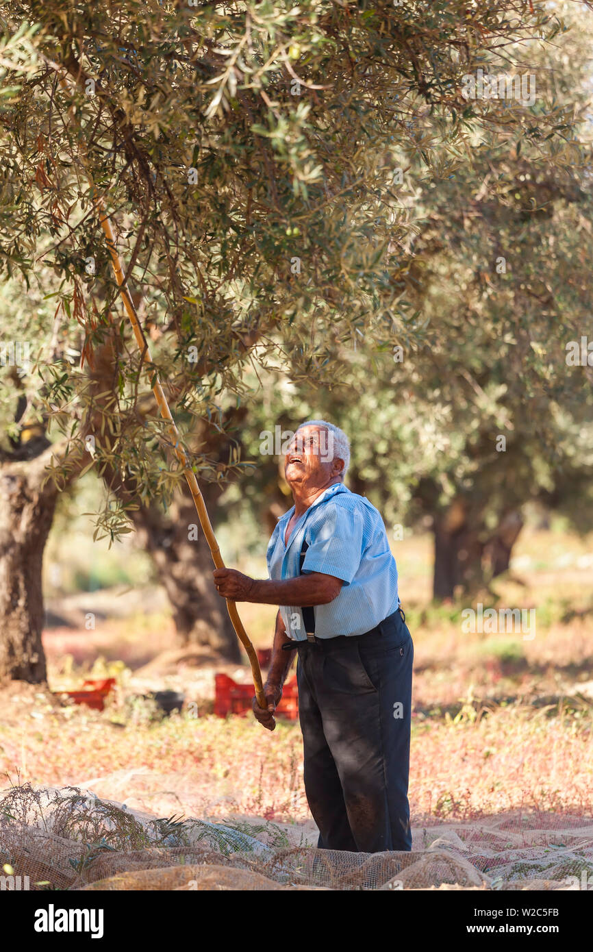 La raccolta delle olive, nr Tropea in Calabria, Italia Foto Stock