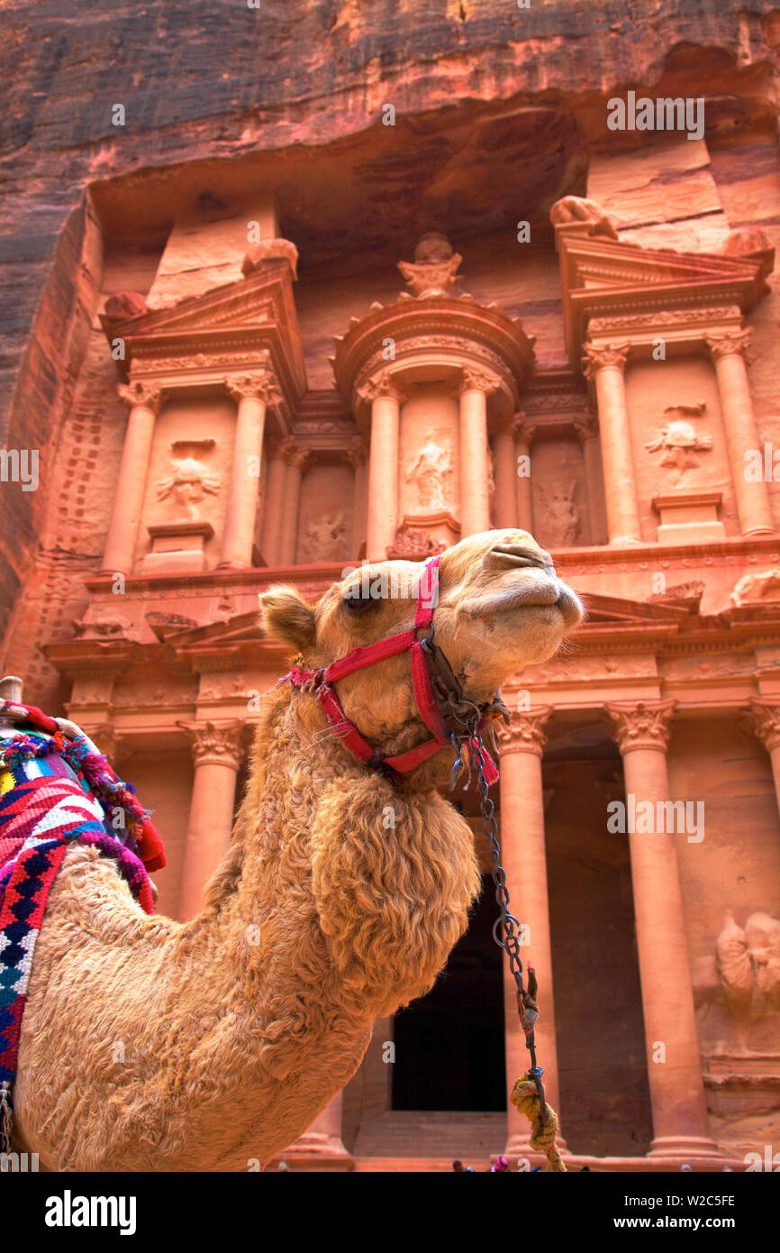 Il Cammello di fronte al tesoro, Petra, Giordania, Medio Oriente Foto Stock