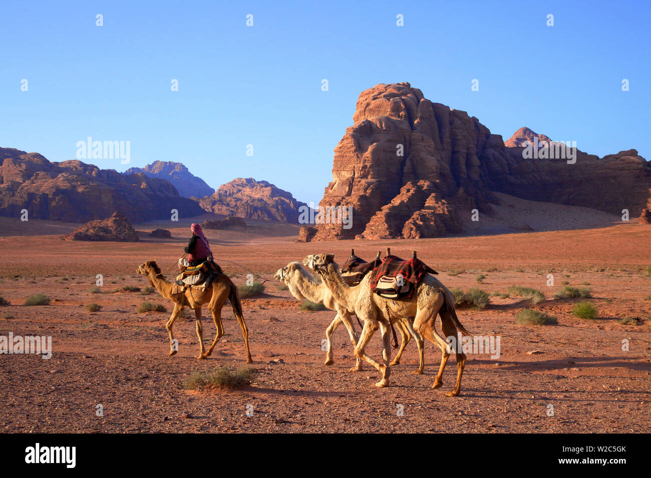 Beduino con cammelli, Wadi Rum, Giordania, Medio Oriente Foto Stock