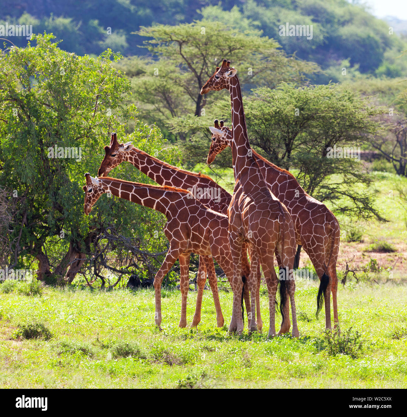 Masai Giraffe (Giraffa camelopardalis tippelskirchi), Samburu riserva nazionale, Kenya Foto Stock