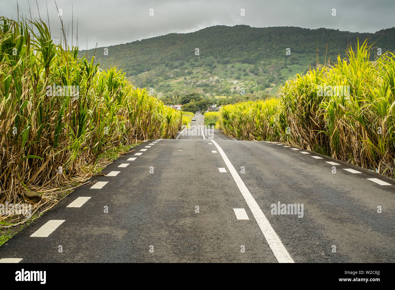 La strada attraverso i campi di zucchero di canna, Flacq distretto, Maurizio Foto Stock