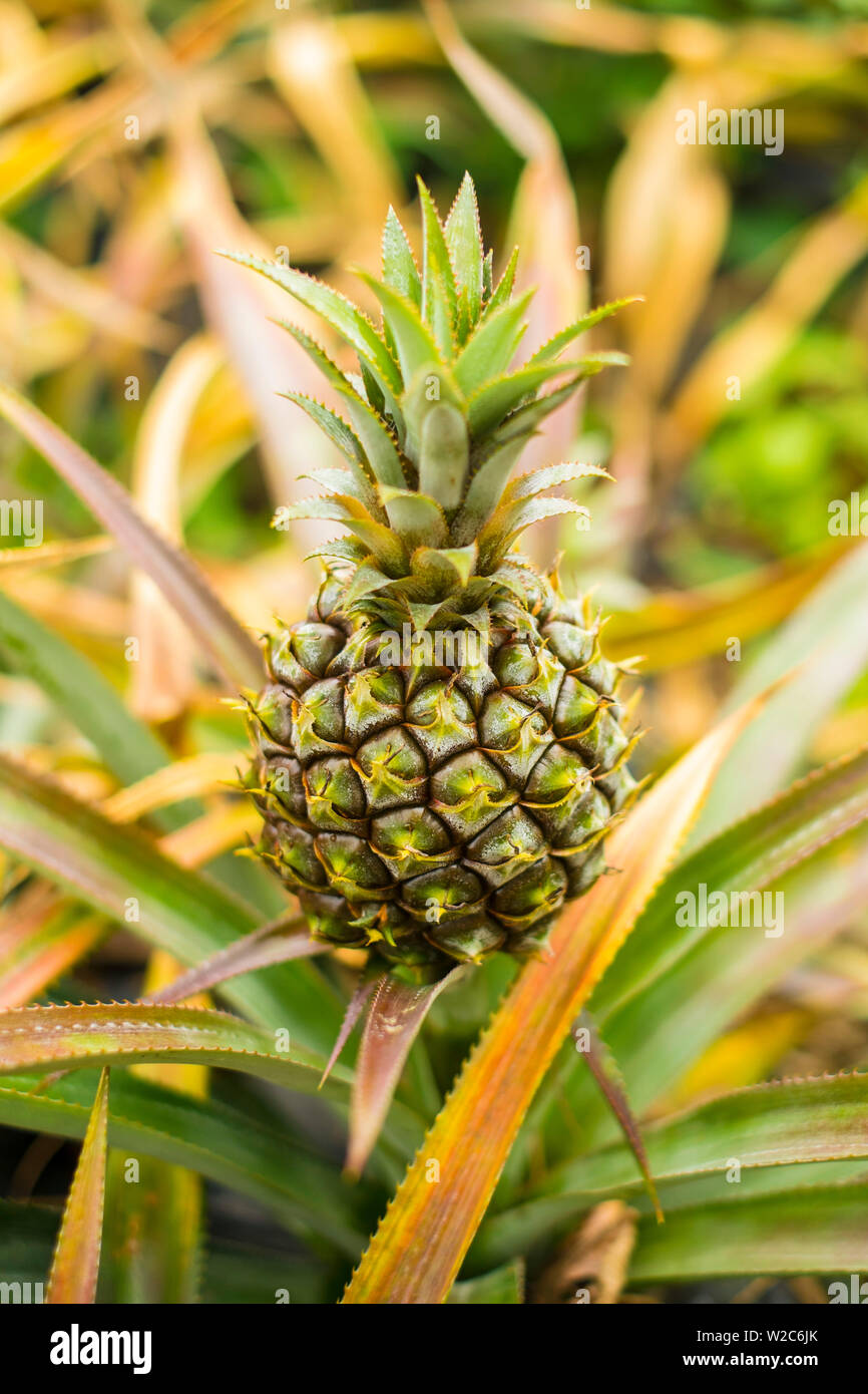 Ananas di Maurizio, Mauritius Foto Stock