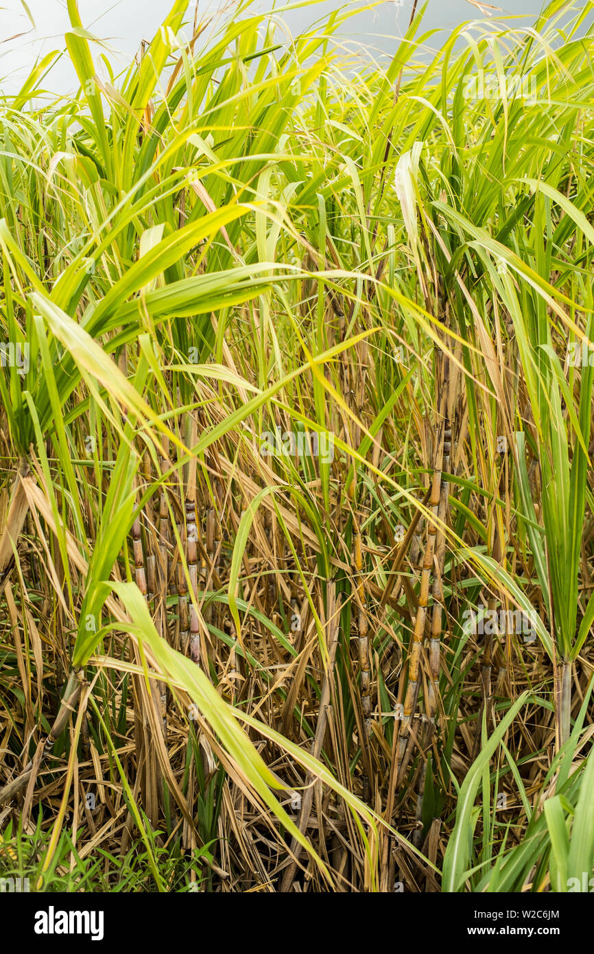 La canna da zucchero, Mauritius Foto Stock
