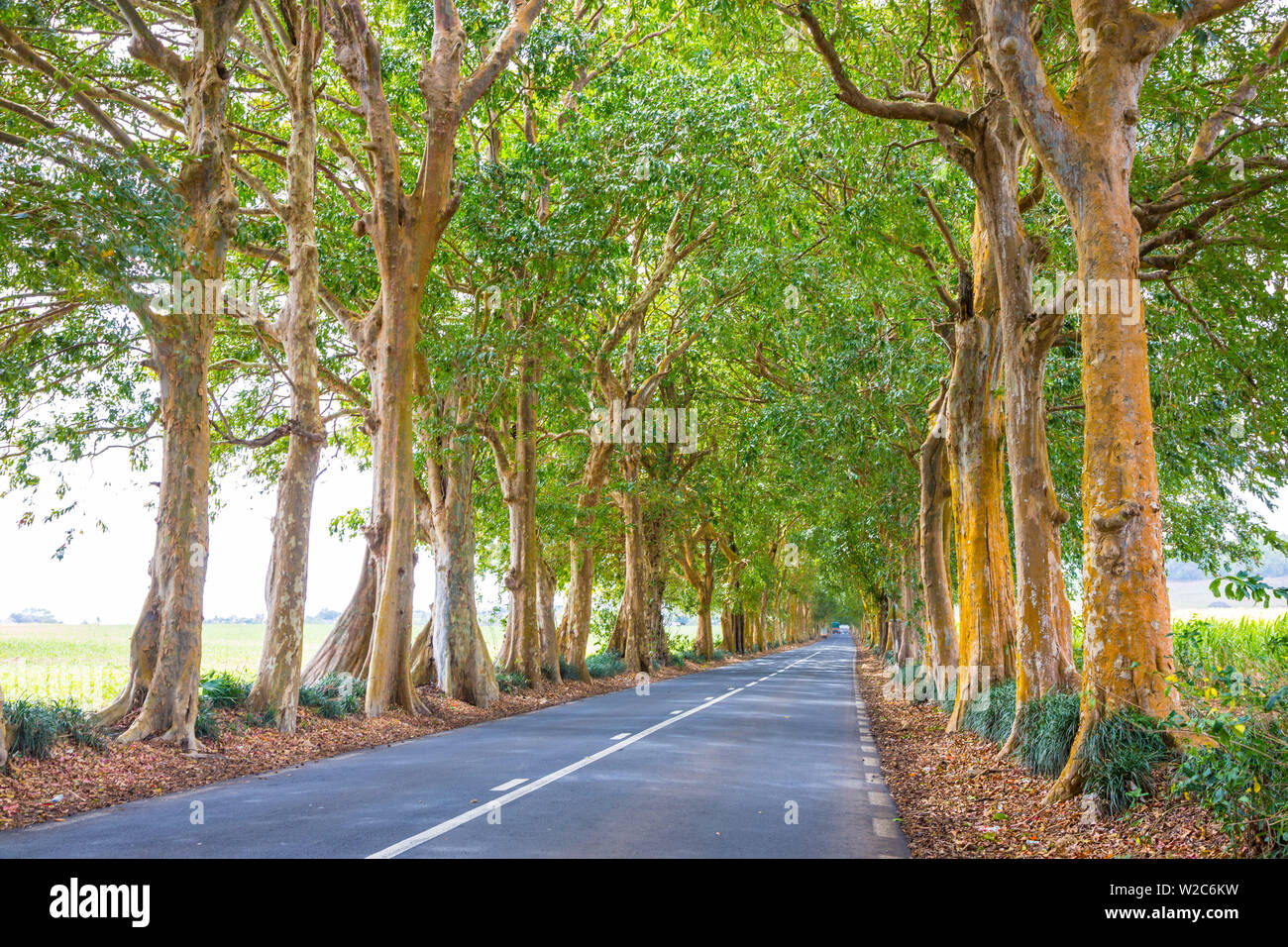 Strada alberata, Flacq, East Coast, Mauritius Foto Stock
