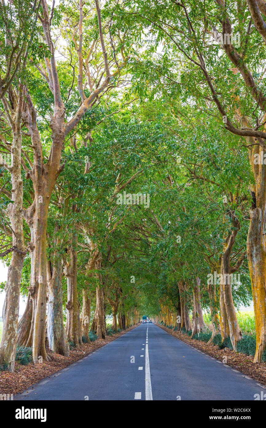Strada alberata, Flacq, East Coast, Mauritius Foto Stock