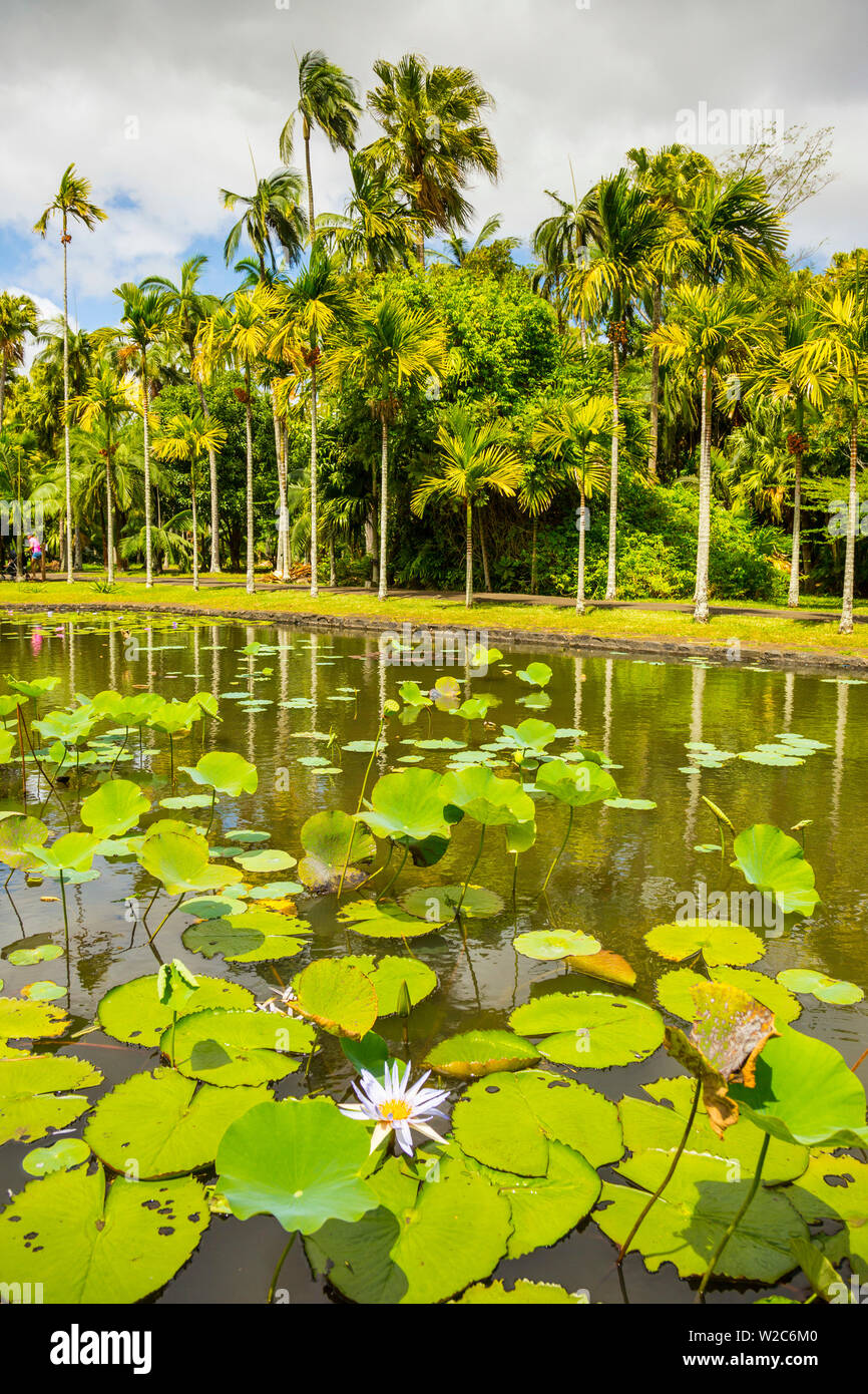 Acqua lillies, Sir Seewoosagur Ramgoolam Giardino botanico di Pamplemousses, Mauritius Foto Stock