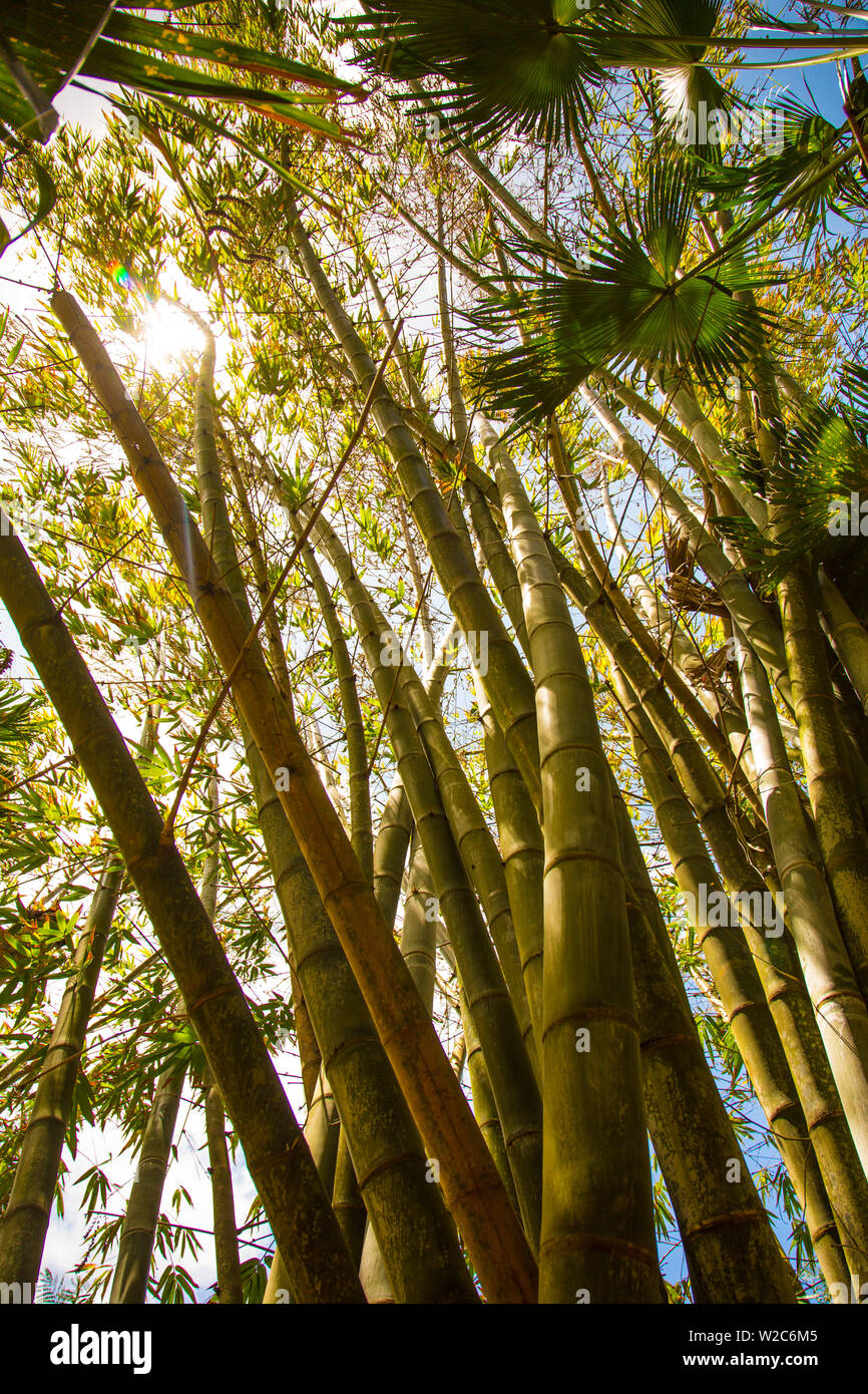 Bambù gigante, Sir Seewoosagur Ramgoolam Giardino botanico di Pamplemousses, Mauritius Foto Stock