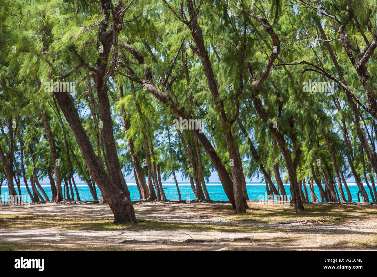 Spiaggia e alberi di casuarina, Flacq distretto, East Coast, Mauritius Foto Stock