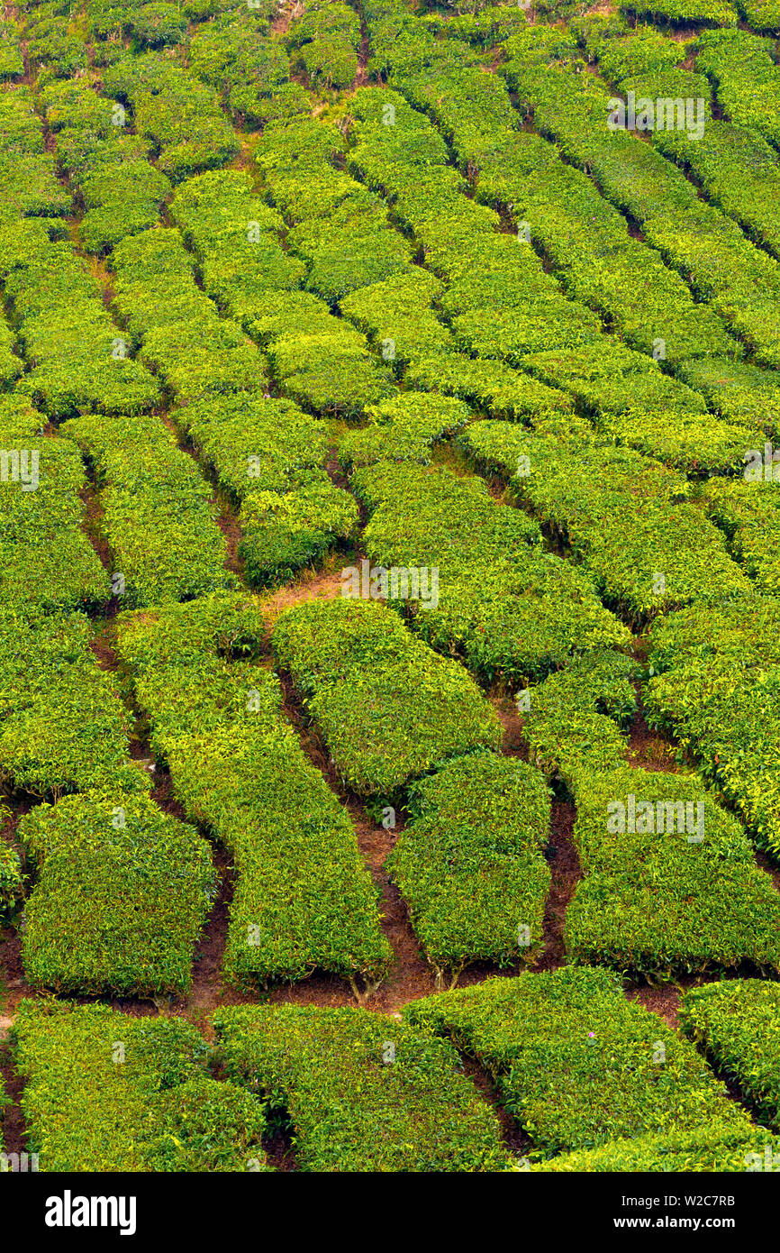 Malaysia, Pahang, Cameron Highlands, Brinchang, piantagione di tè Foto Stock