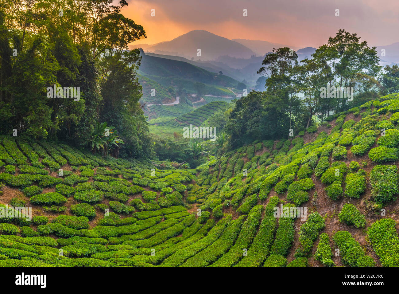 Malaysia, Pahang, Cameron Highlands, Brinchang, piantagione di tè Foto Stock