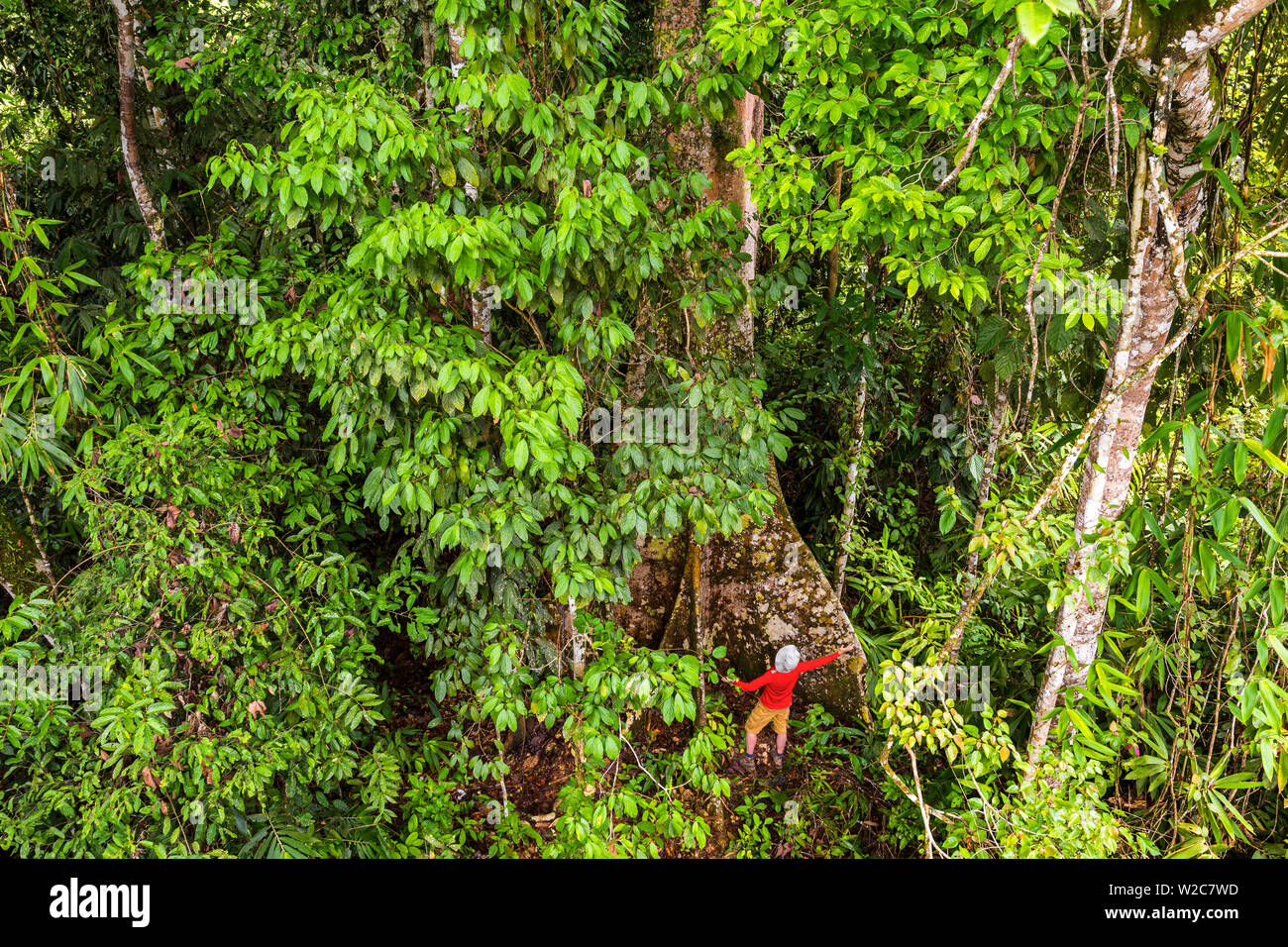 La foresta pluviale tropicale, Sabah Borneo, Malaysia Foto Stock