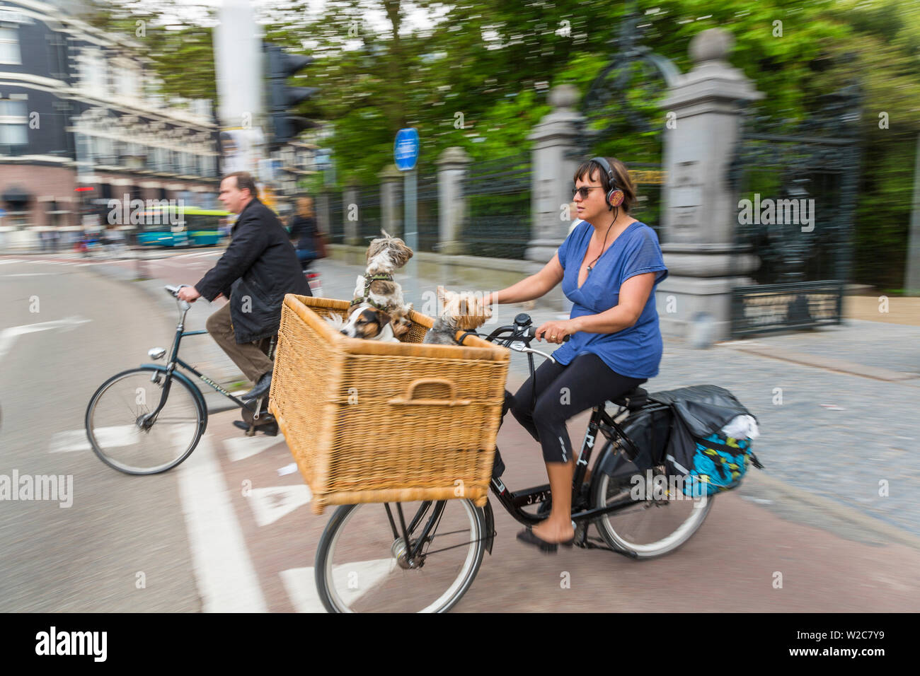 I cani trasportati in bicicletta, Amsterdam, Olanda, Paesi Bassi Foto Stock
