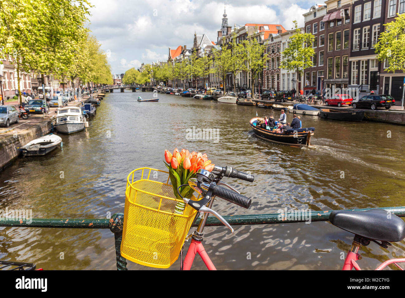 I tulipani, bicicletta, Olanda, Amsterdam, Paesi Bassi Foto Stock