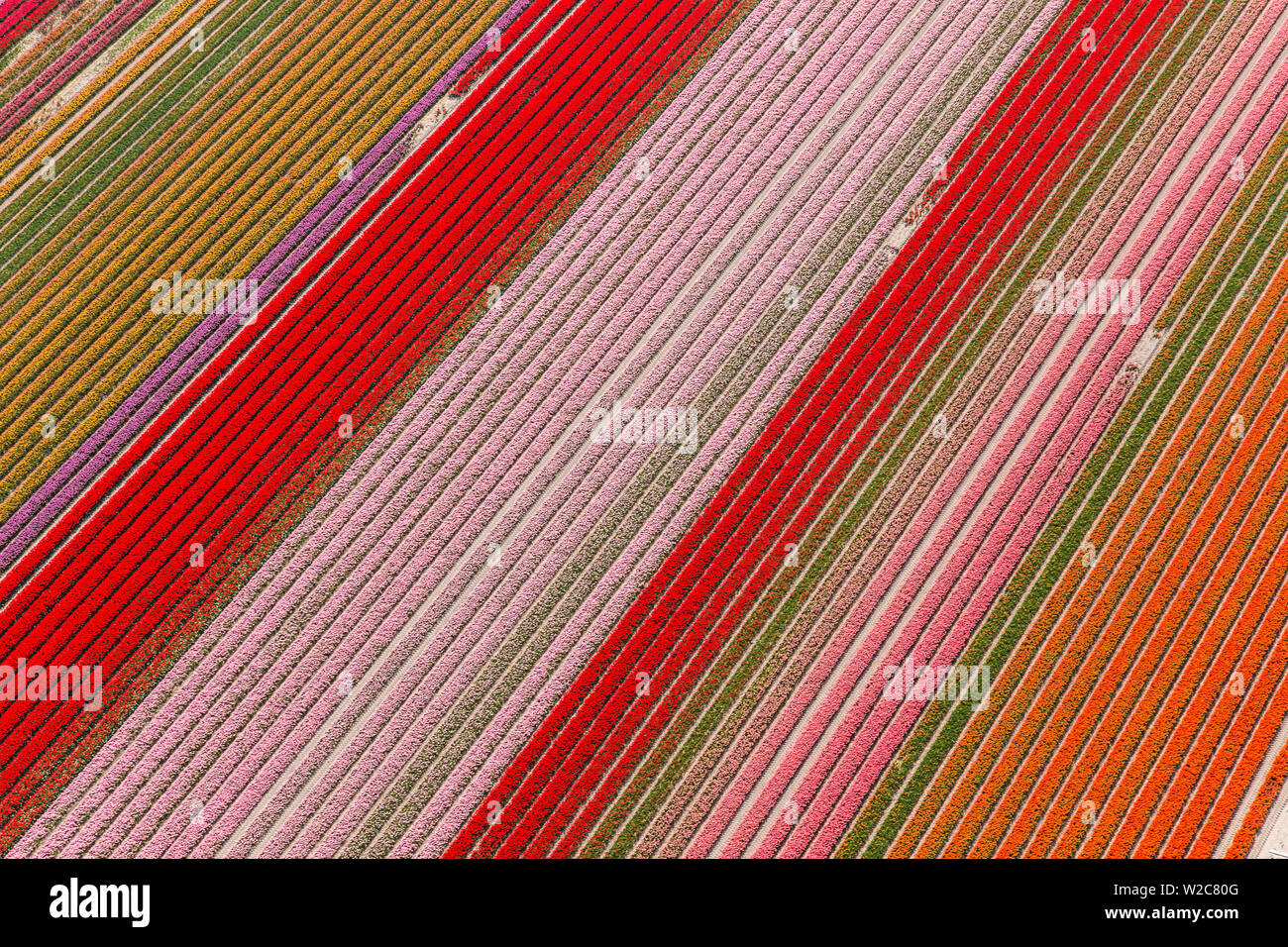 Campi di Tulipani, North Holland, Paesi Bassi Foto Stock