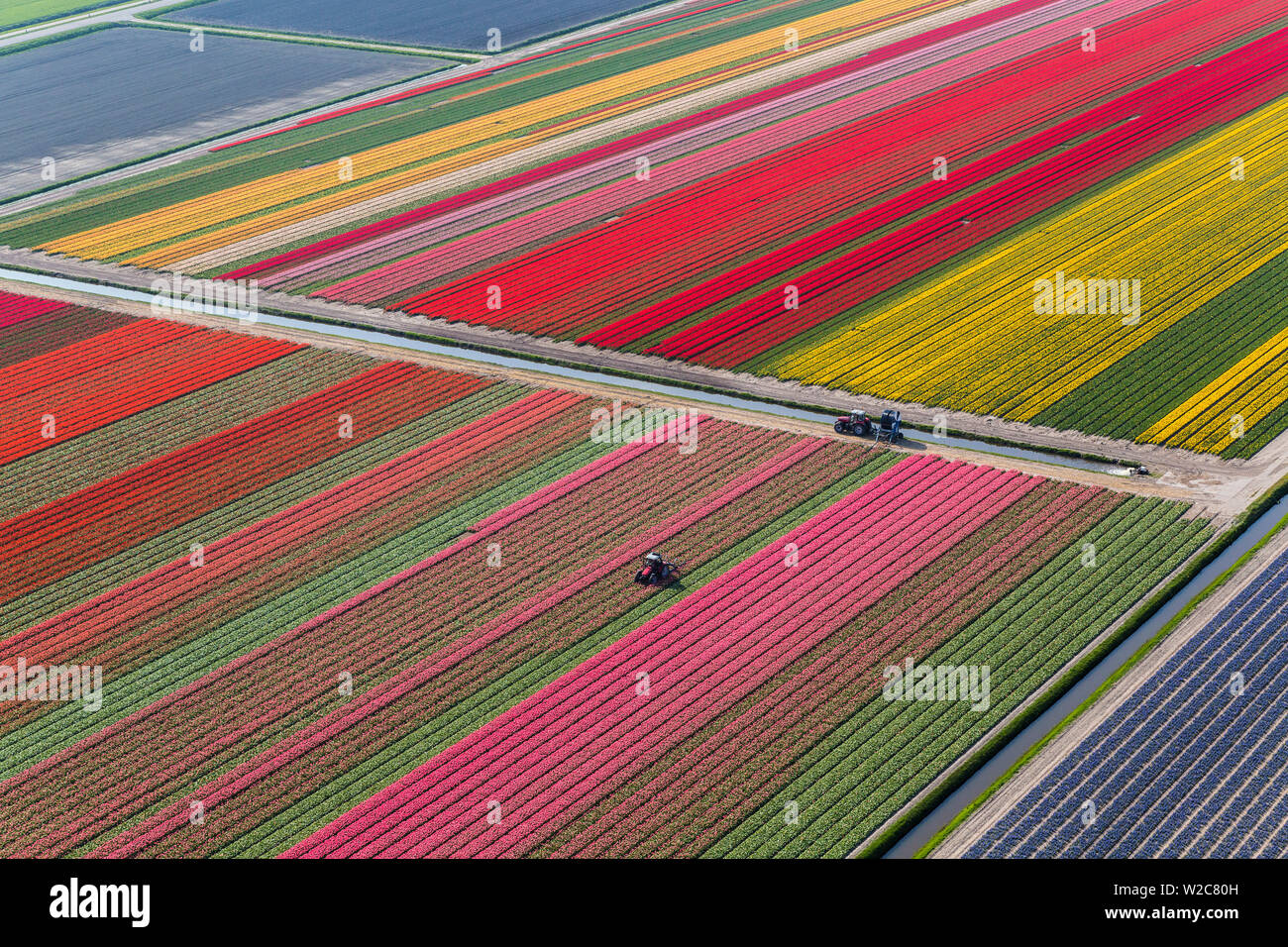Trattore in campi di tulipani, North Holland, Paesi Bassi Foto Stock