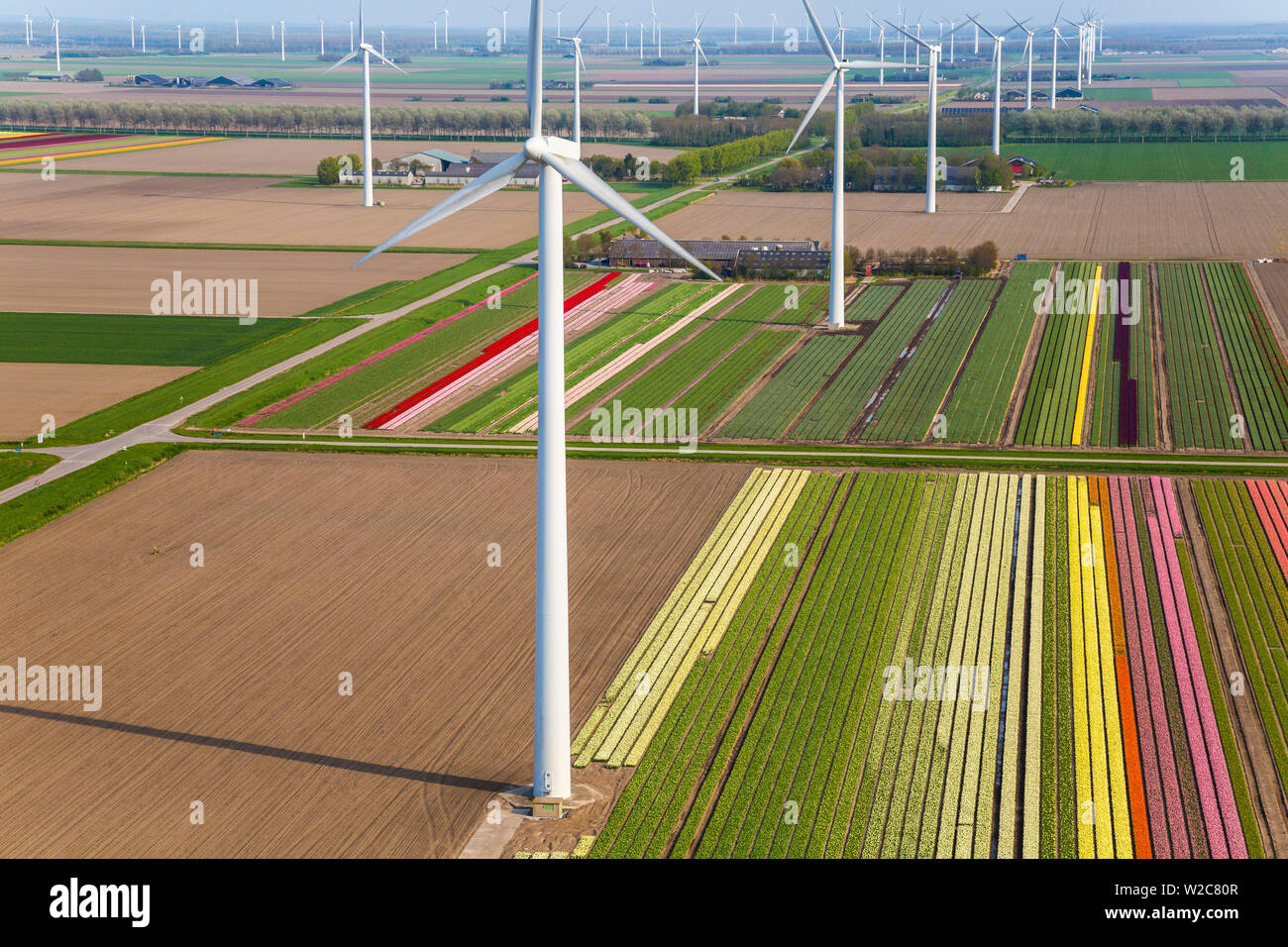 Le turbine eoliche e campi di tulipani, N. Holland, Paesi Bassi Foto Stock