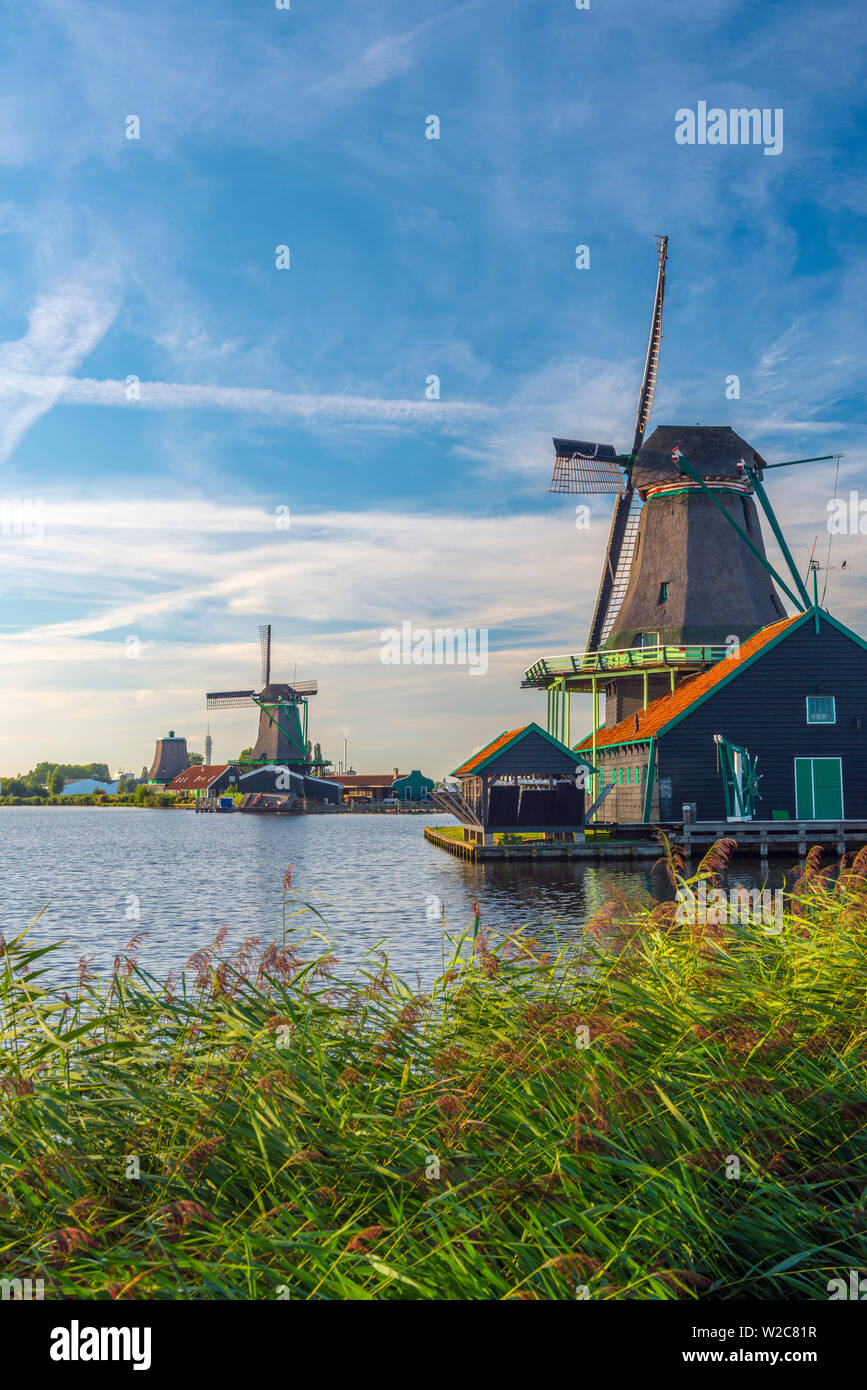 Paesi Bassi, North Holland, Zaandam, Zaanse Schans, il gatto (De Kat) Dyemill Foto Stock