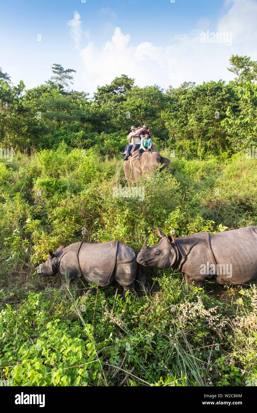 Il Nepal, Pokara, Chitwan il parco nazionale, i turisti su elephant safari Rinos visualizzazione Foto Stock