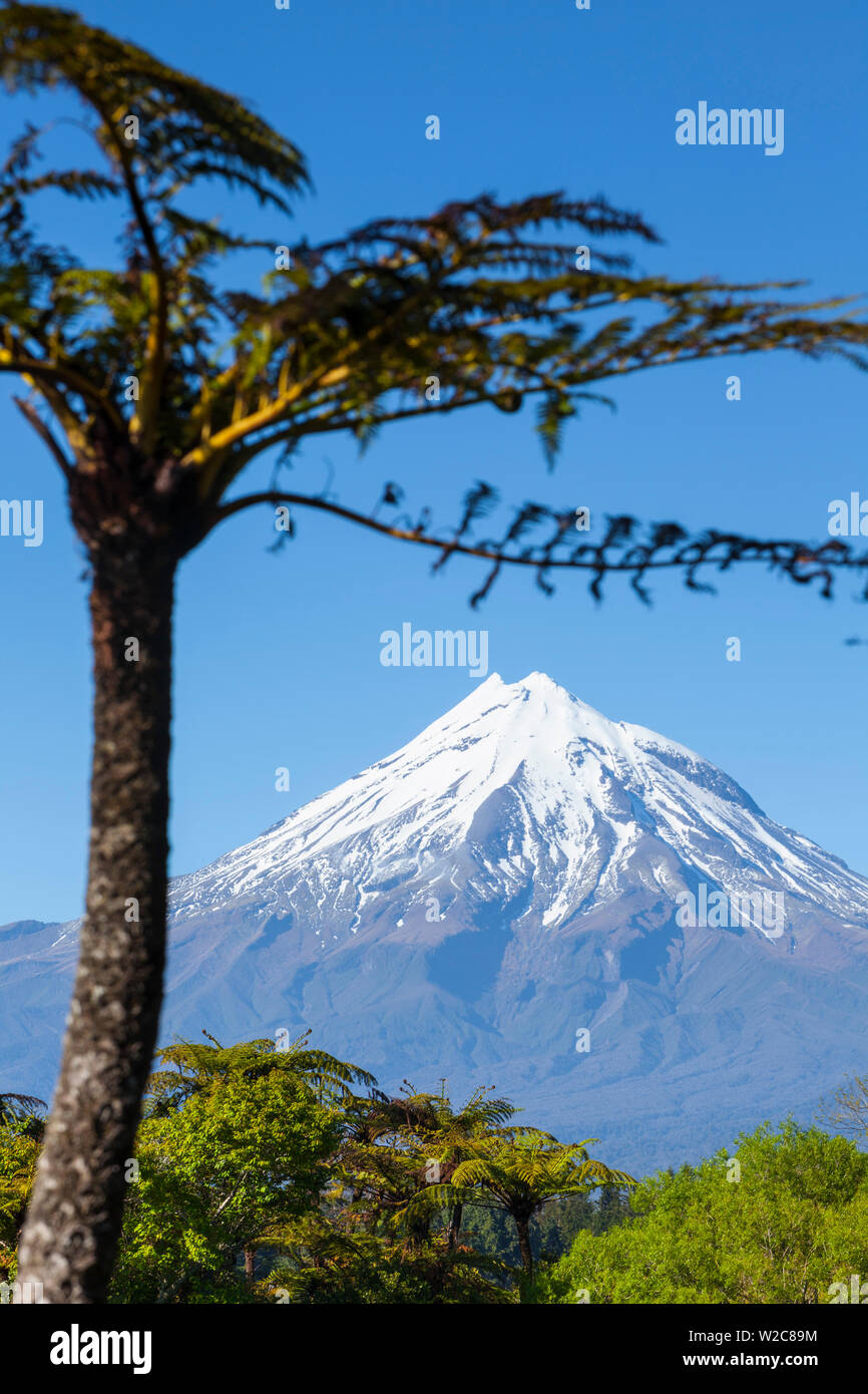 Mount Taranaki (Egmont) incorniciato con ponga la felce, Isola del nord, Nuova Zelanda Foto Stock