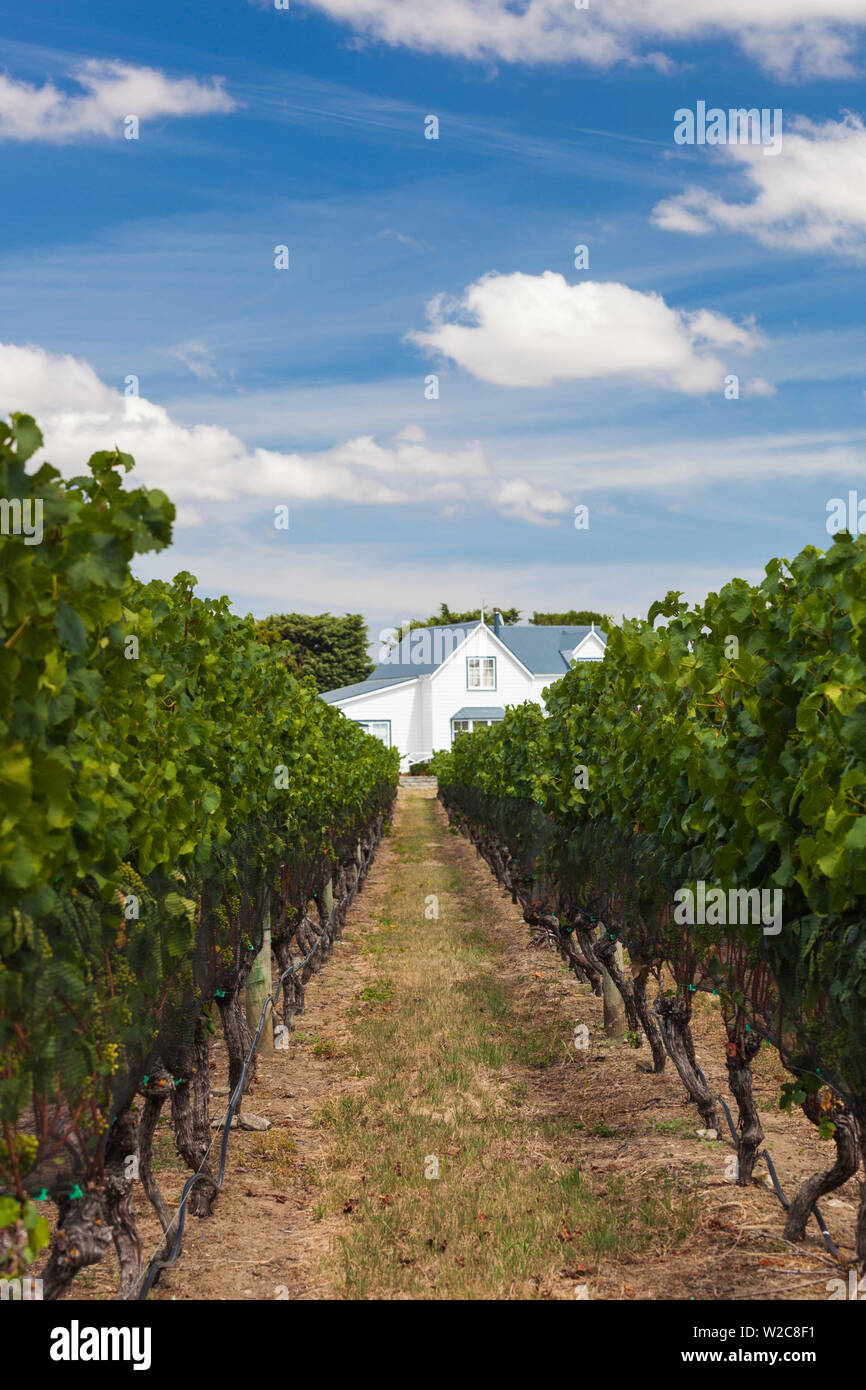 Nuova Zelanda, Isola del nord, Martinborough, Regione Wairapapa, vigneto Foto Stock