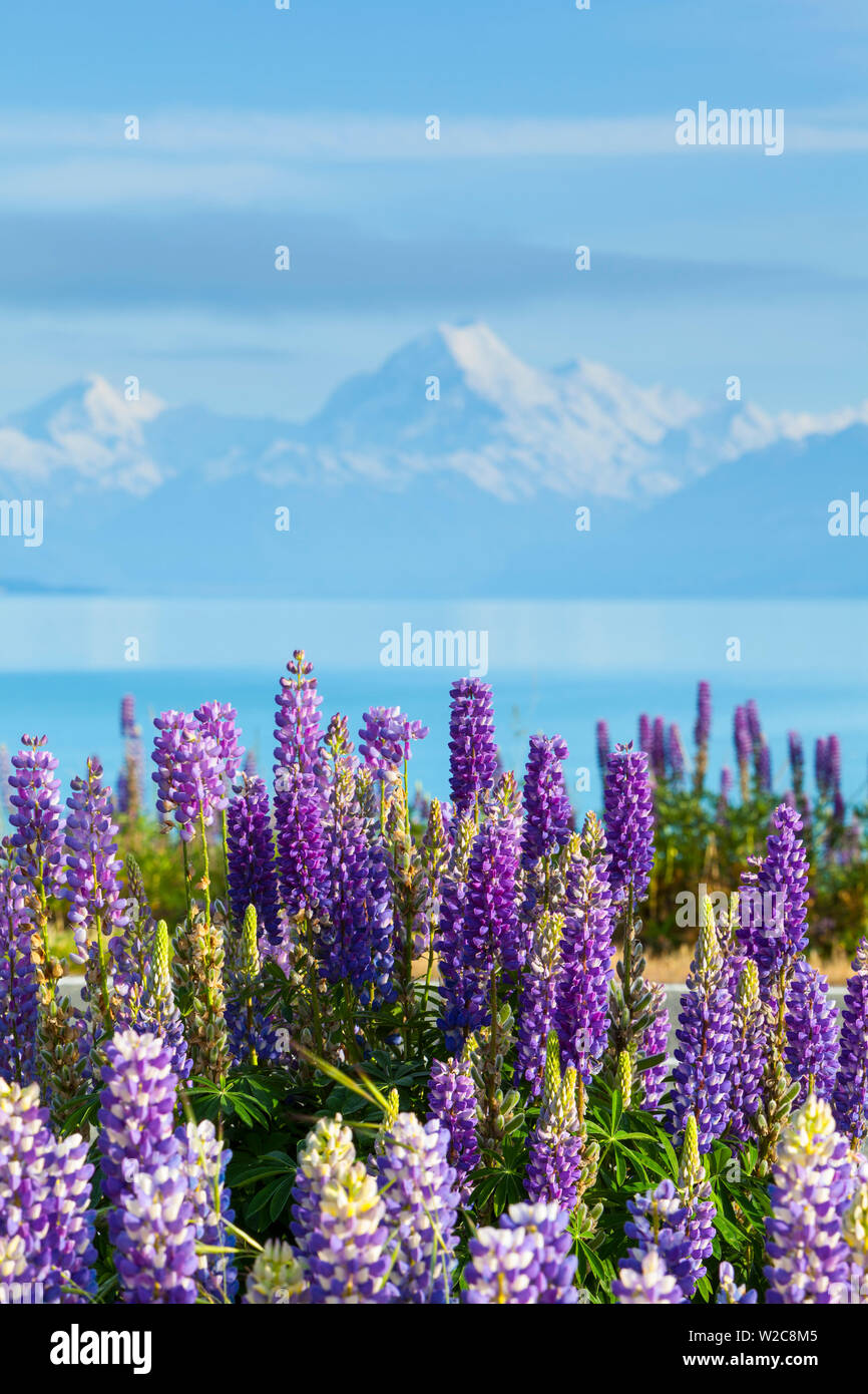 Mount Cook (Aoraki) e selvaggio di lupini, Lago Pukaki, Mackenzie Country, Canterbury, Isola del Sud, Nuova Zelanda Foto Stock